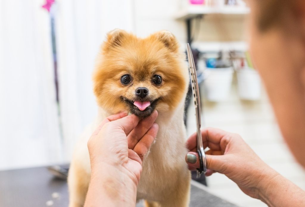 Fluffy Pups Dog Grooming