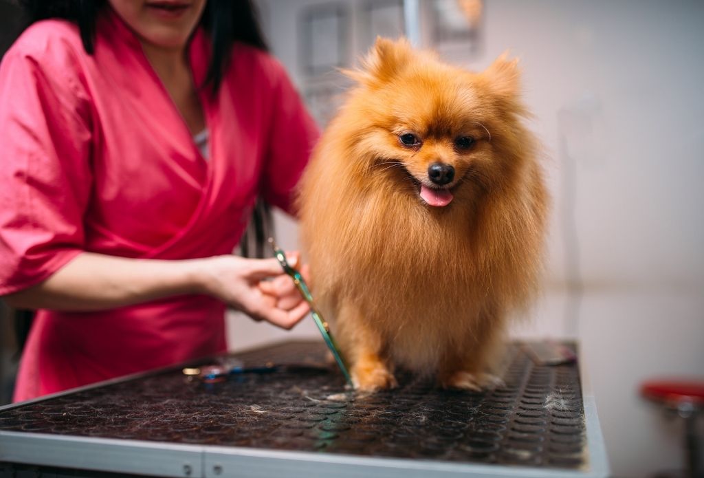 Lil Red Waggin’ Dog Grooming