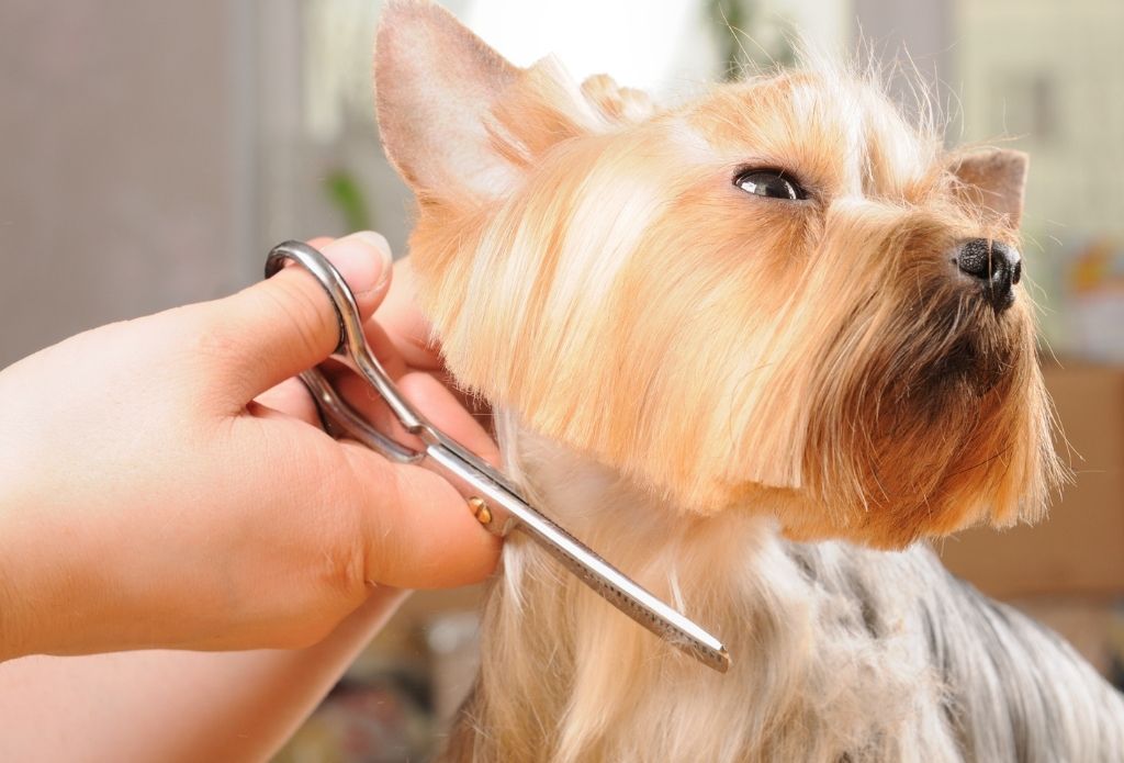 Vanity Fur Mobile Dog Grooming