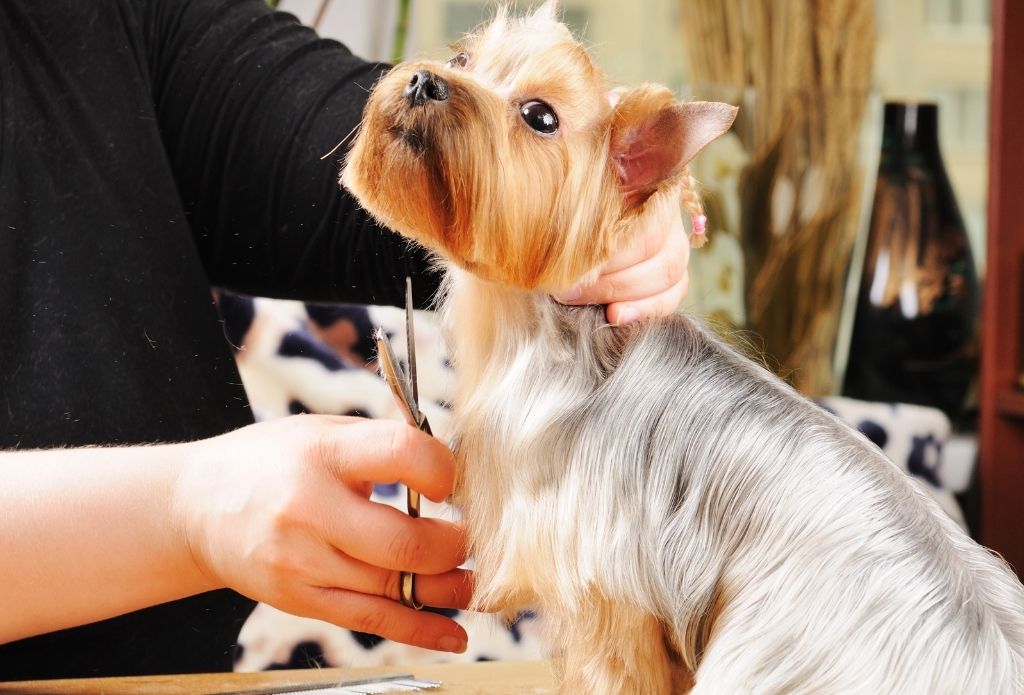 Gucci Poochie Grooming Salon