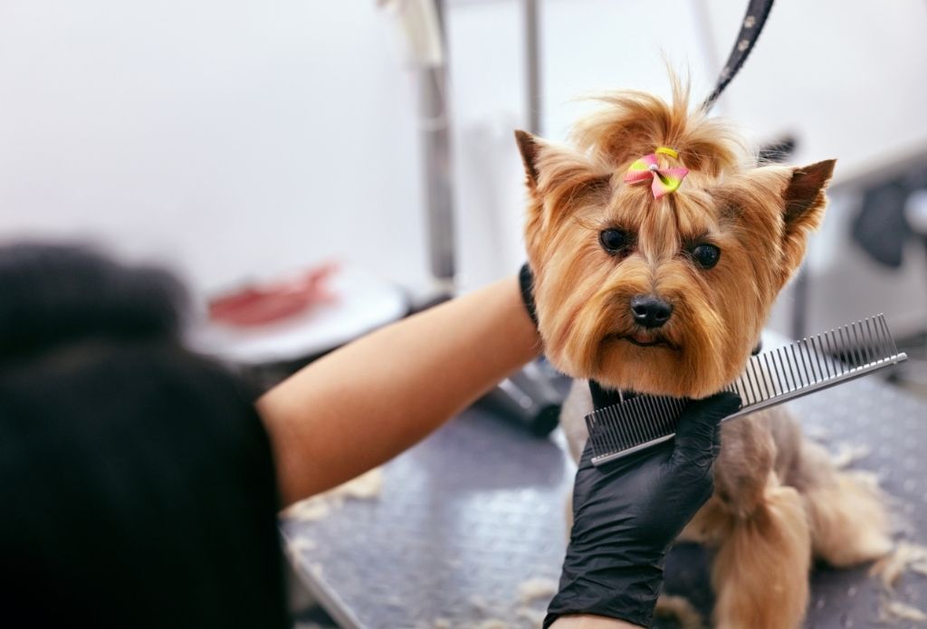 Yuppy Puppys Pet Salon