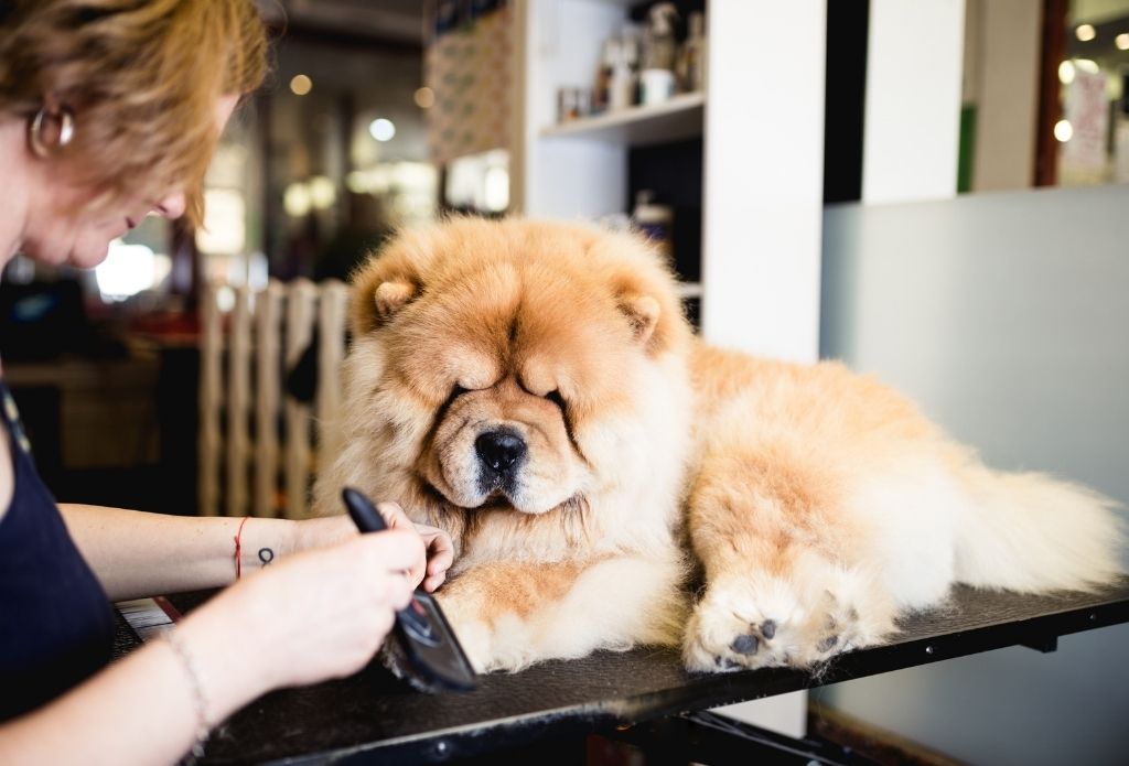 Dainty Dog grooming salon