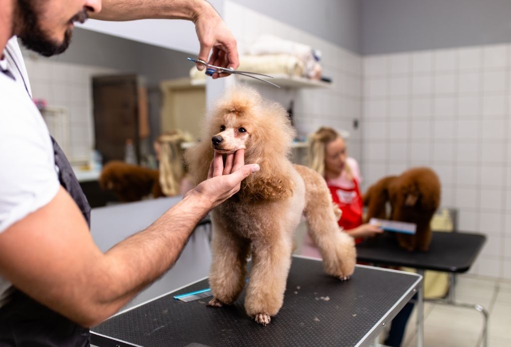 Newtown Sakura la Dog Grooming Salon