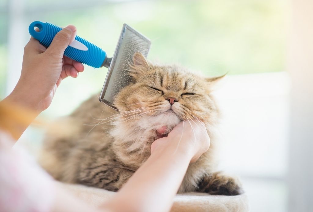 Purrfect Paw Pet Grooming