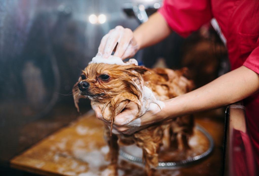 Big Paws Little Paws- Dog Grooming Salon