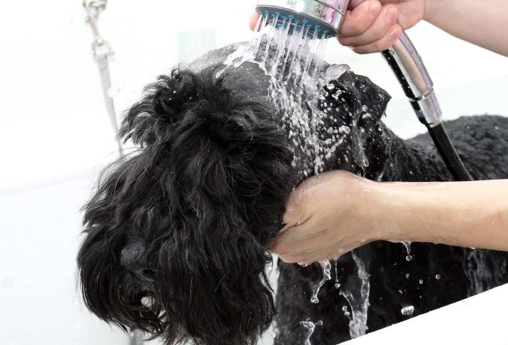 Canines in Curlers Complete Dog Grooming Service