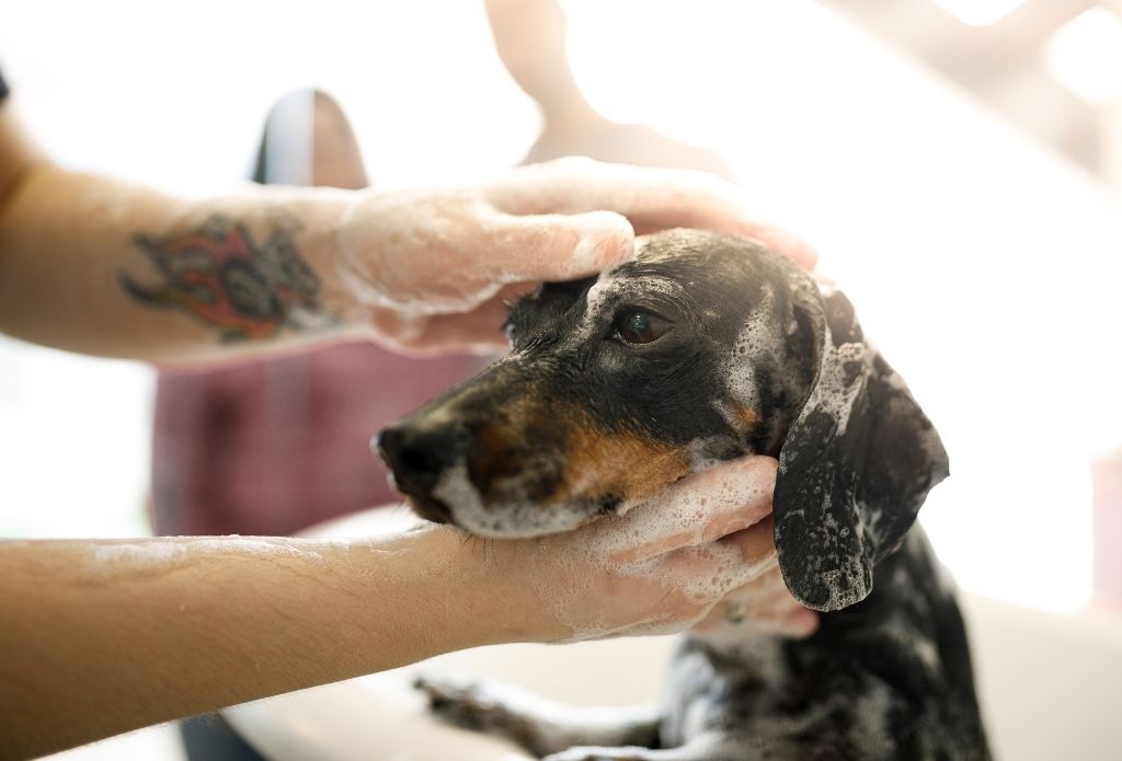 Pawz Dog Grooming Salon
