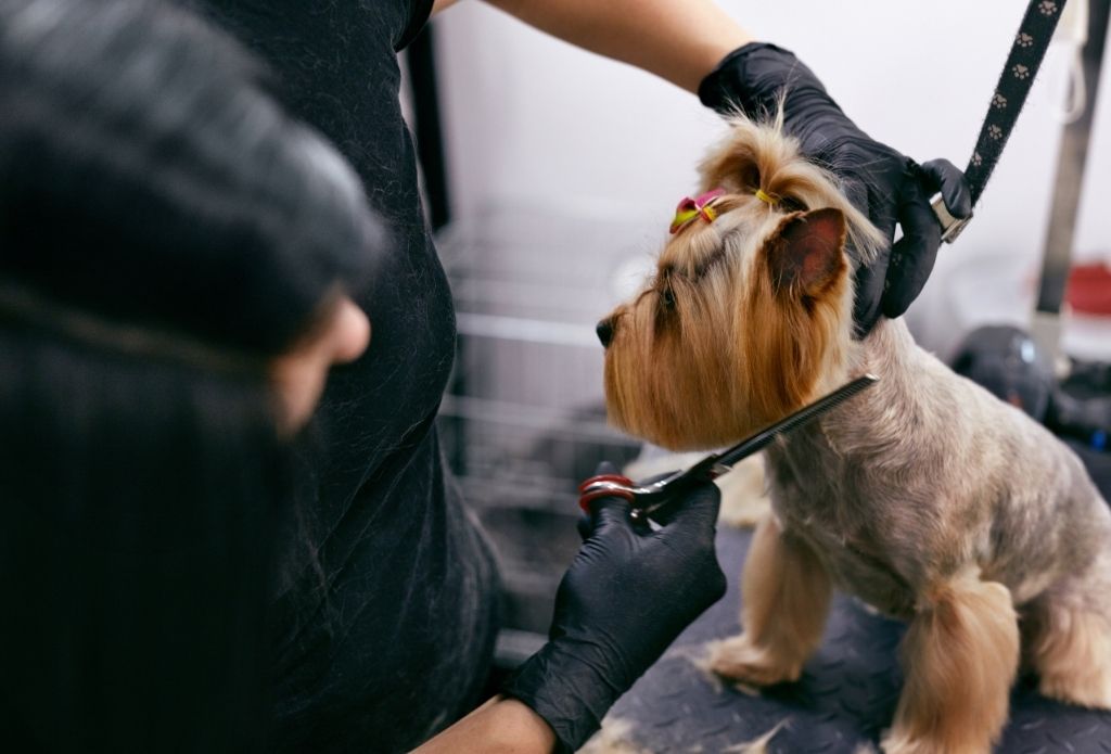 Chezchienne House of Dogs Grooming Salon