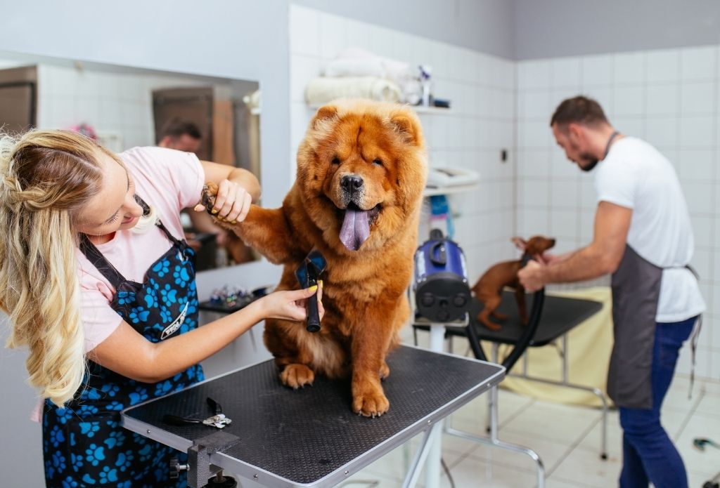 Shannon s dog grooming