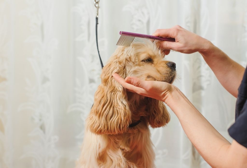 Dapper Dog Grooming Salon