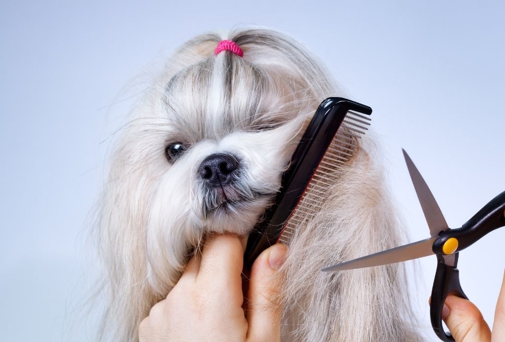 Scissorhands Pet Grooming Salon