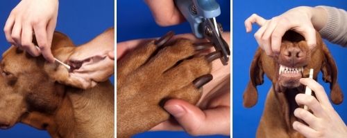 PETS RAW in Leicester - Local Pet Groomers Leicester